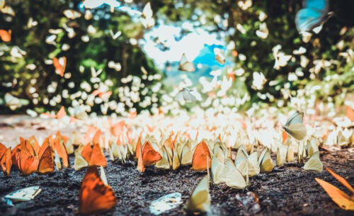 Hà Nội - Cúc Phương Mùa Bướm - Hà Nội